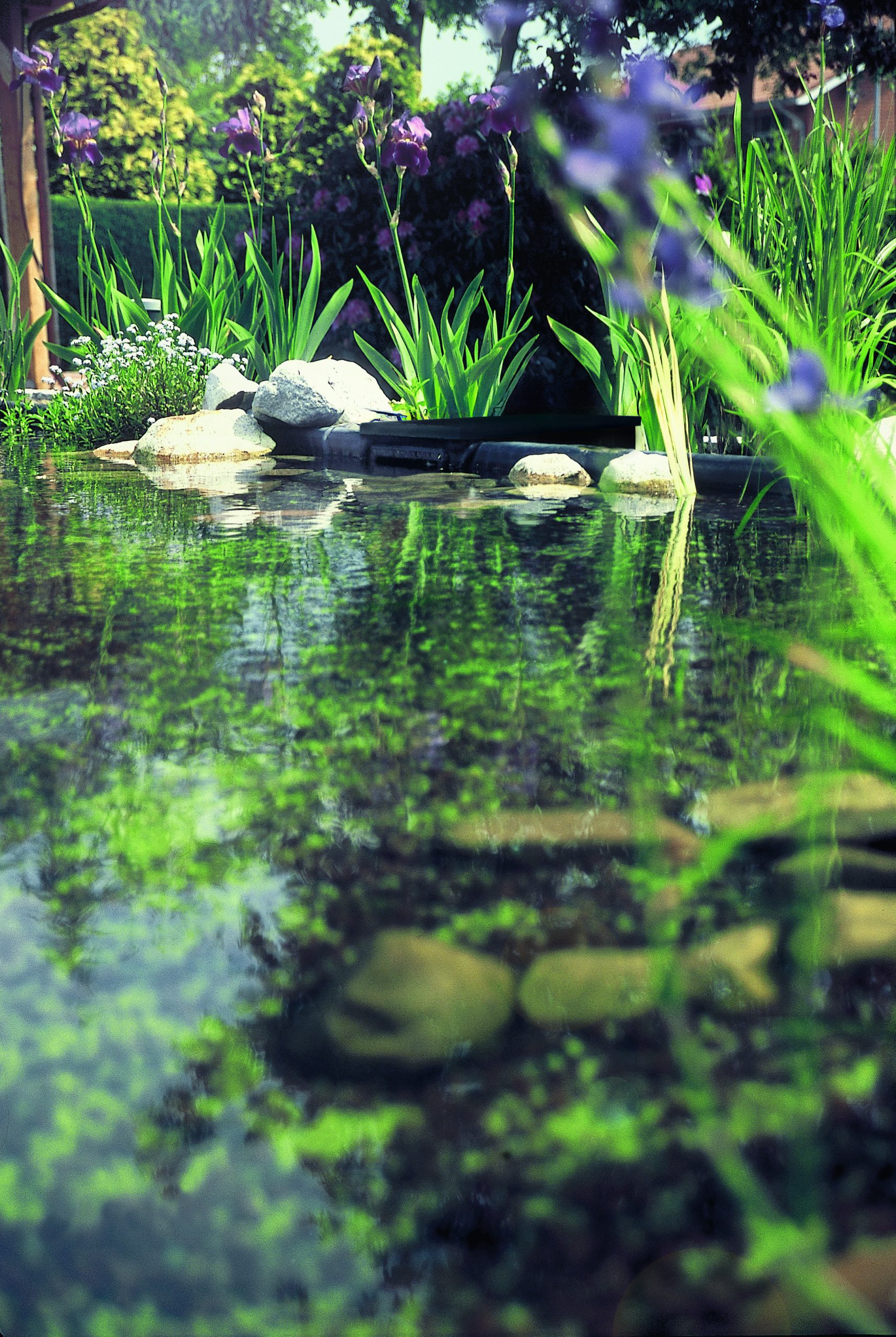 biosys skimmer plus biosys skimmer plus
